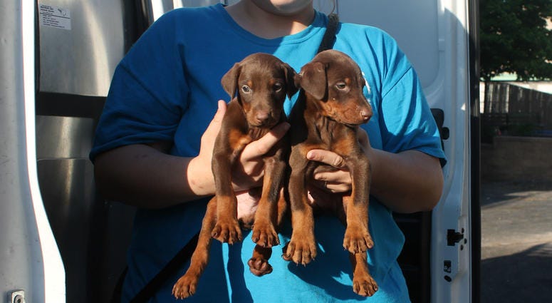 The three debarked dogs, as well as two other adult dogs and 10 puppies — some as young as 4 weeks old — were also rescued and signed over to the PSPCA's care. The three debarked dogs, as well as two other adult dogs and 10 puppies — some as young as 4 weeks old — were also rescued and signed over to the PSPCA's care.